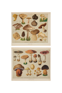 Pair of Antique c.1900 Edible & Poisonous Fungi Prints